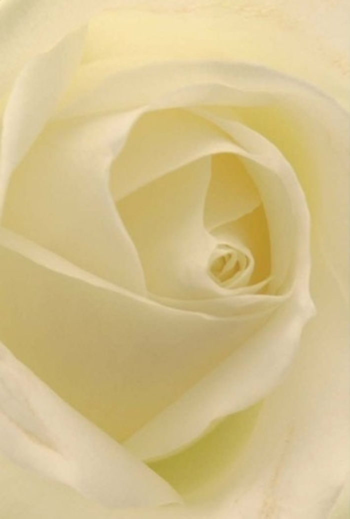 A glance at this classic white rose, so closely observed it almost envelops you, reveals West Kensington's signature grace and serenity. The petals, shaded in gentle whites and creams, spiral outward in a composition both tranquil and sophisticated, reminiscent of a calming afternoon in Holland Park. Each curve and layer plays with soft ambient light, as if illuminated from within, drawing attention to the nearly flawless structure at its core. The bloom's artistry is unmistakable-each petal seamlessly aligned, the product of a florist's practiced hand and a keen eye for elegance. This rose is perfectly suited to those meaningful moments: a sincere apology, a romantic overture, or an understated centrepiece for a wedding celebrated near Hammersmith Broadway. The hues and shadows shift imperceptibly, enhancing the sense of purity and resilience that mark the true beauty of this flower. In its quiet presence, there is a whisper of fragrance-pure, clean, and restorative, embodying the thoughtful touch found at Flowers West Kensington for every heartfelt delivery.